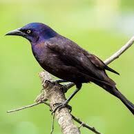 Team Page: Galveston Grackles